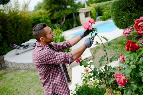A man in a checkered shirt and gardening gloves is pruning and shaping vibrant pink roses in a well-maintained backyard garden located in the Heston area. The garden features a neatly trimmed lawn with lush green grass, bordered by various shrubs and flowering plants. In the background, there is an outdoor swimming pool with a surrounding paved patio area, partially shaded by trees and tall hedges, providing privacy. The scene appears to be set on a clear, sunny day with bright natural lighting, highlighting the healthy foliage and colorful blooms. The overall outdoor space is organized and landscaped, with garden beds adjacent to the lawn and a backdrop of mature trees offering a natural boundary. The image exemplifies professional garden maintenance and describes typical elements associated with residential landscaping services offered by Hedge Trimming Heston in the local postcode area for enhanced outdoor aesthetics and garden health.